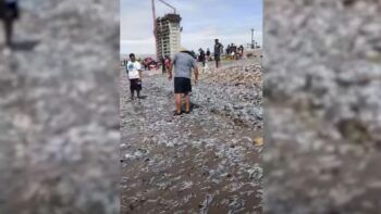 Miles de peces muertos aparecen en una playa de Chile