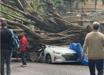 Árbol cae sobre vehículo en el sector Paraíso