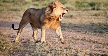 León mata menor de 14 años en Kenia