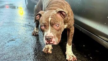 Una niña de 4 años murió atacada por pitbulls en Indiana