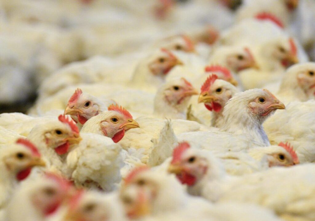 Brasil confirma el primer caso de gripe aviar