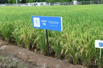 República Dominicana lanza nueva tecnología arrocera para enfrentar retos DR Cafta
