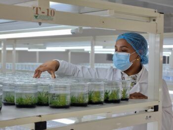 RD produce anualmente un millón y medio de plantas In Vitro a través de laboratorio de propagación, Biovega