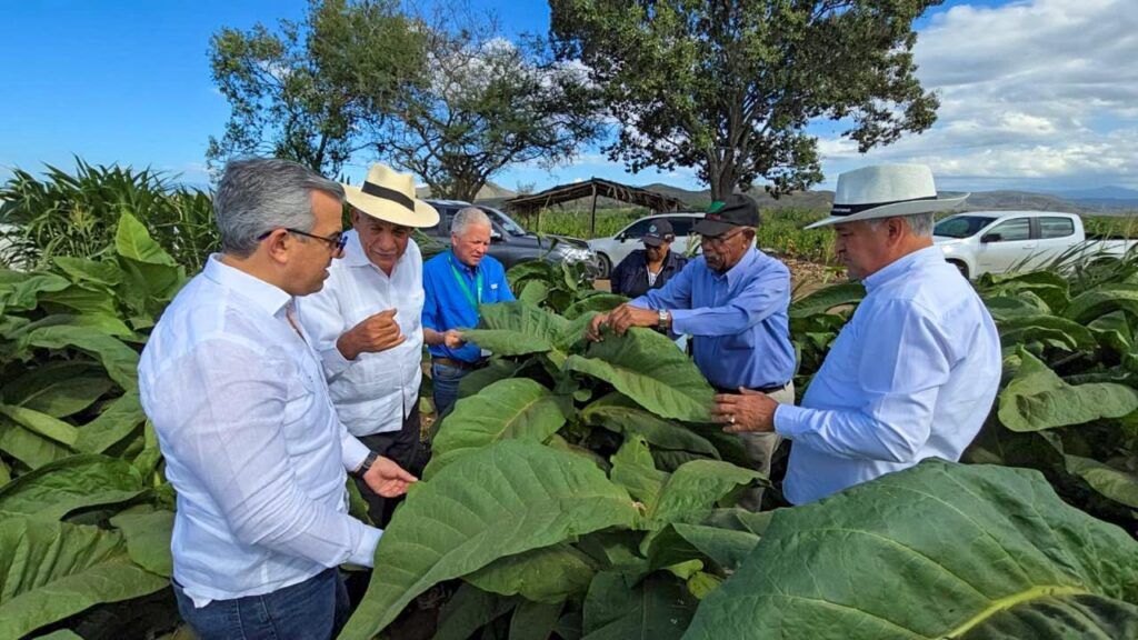 En RD existen 29 zonas tabacaleras en 15 provincias, informa Intabaco