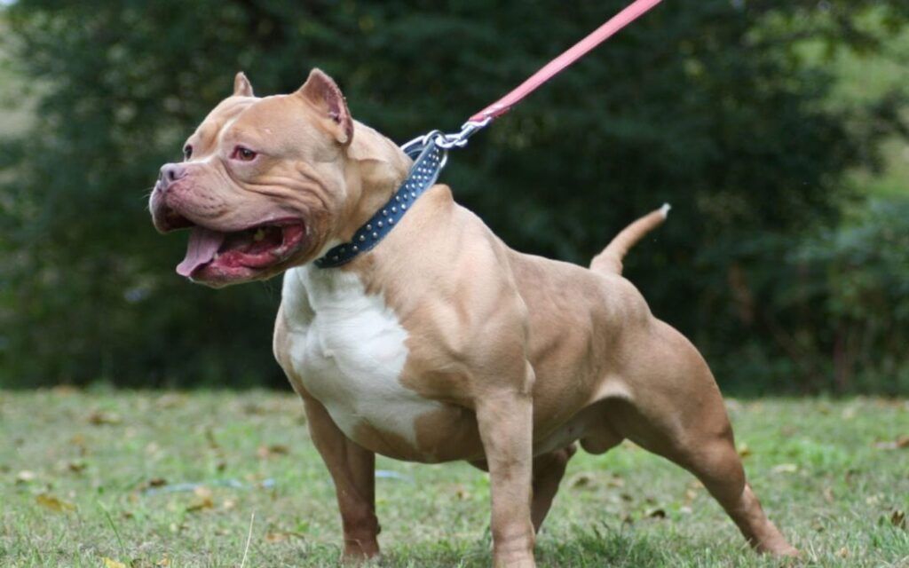 Pitbull mata bebé de un año en Ohio, EE.UU.