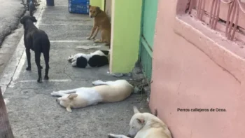 Llaman a endurecer la ley que penaliza el maltrato animal en RD