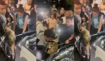 Hallan enorme serpiente dentro de un carro en Colombia