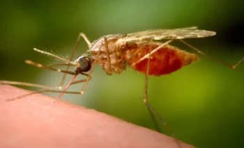 Más de 7.000 infectados por Chikungunya en China