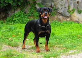Perro mata un niño de nueve años en Francia