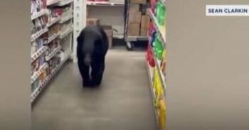 Anciana es agredida por un Oso que entro a un supermercado