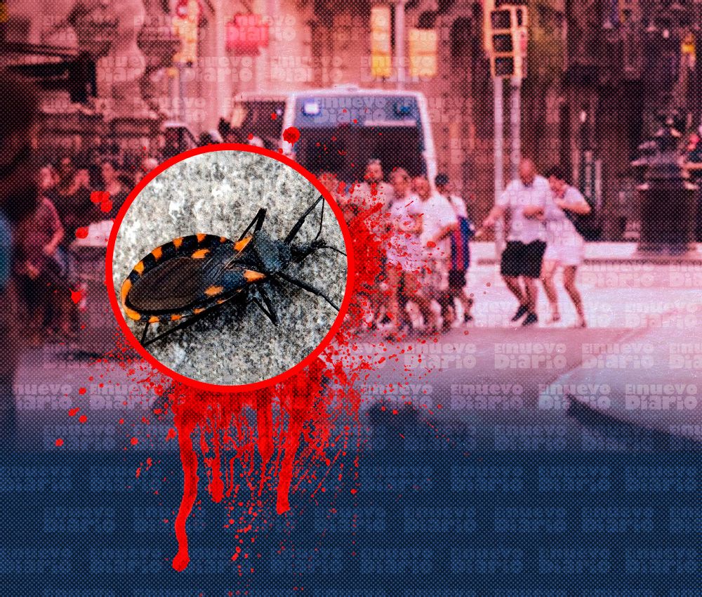 Alarma entre dominicanos en New York por aparición de chinche asesina
