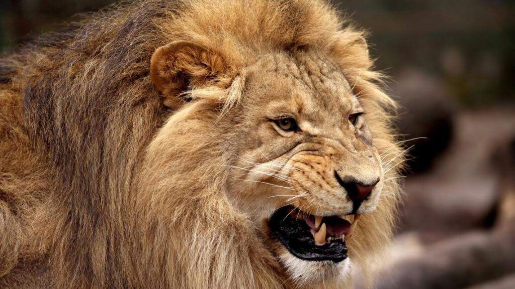 Manada de leones mata a trabajador de zoológico en Tailandia