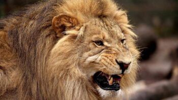 Manada de leones mata a trabajador de zoológico en Tailandia