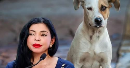100 abogados perseguirán casos de maltrato animal en RD