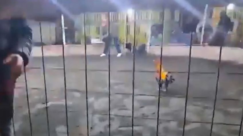Hombre muere tras ser atacado por su propio gallo de pelea