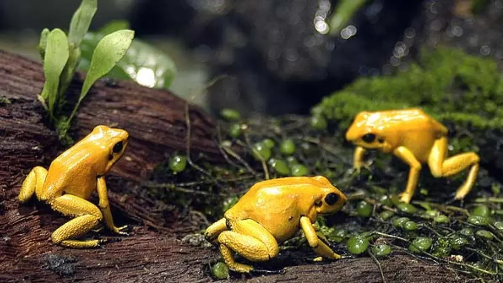 Hospitalizan a una anciana luego de comer 8 ranas vivas