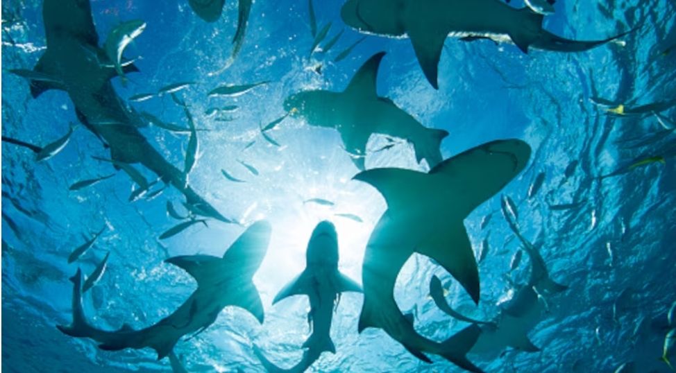 Huracán Melissa arrastra tiburones hasta una piscina en Jamaica