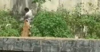 Leona mata a un hombre en Brasil