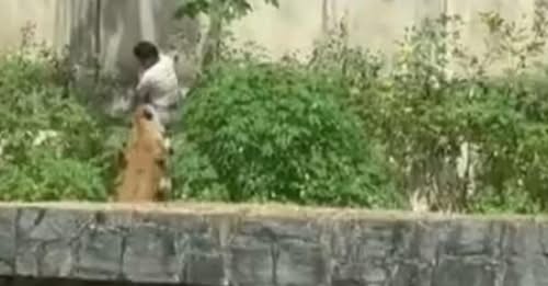 Leona mata a un hombre en Brasil