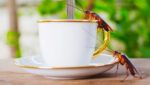 Lanzan en China un café innovador 