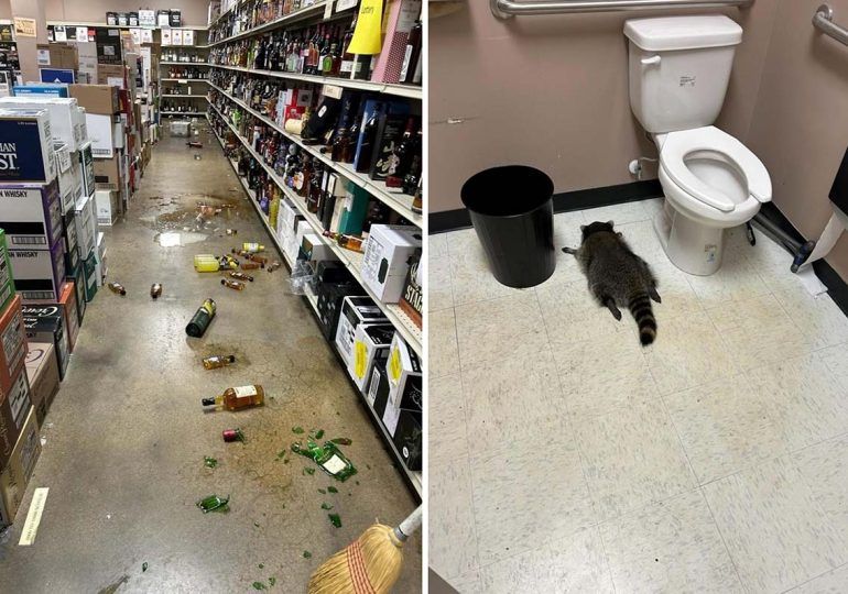 Un mapache se emborracha en una tienda de licores