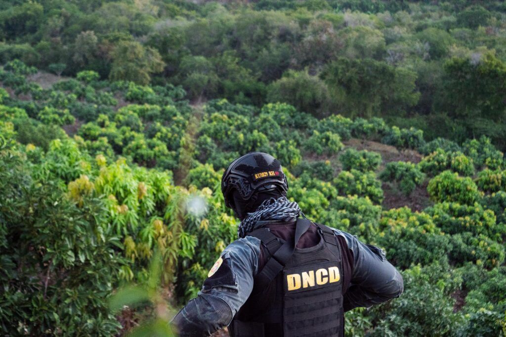 Golpe al narcotráfico: autoridades desmantelan extensa plantación de marihuana
