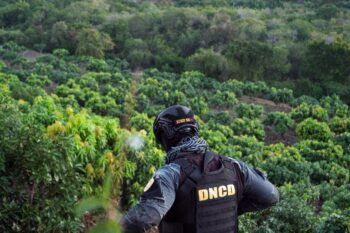 Golpe al narcotráfico: autoridades desmantelan extensa plantación de marihuana