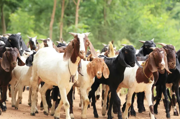 Apresan a un hombre robando chivos en Mao